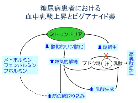 血中乳酸上昇とビグアナイド薬
